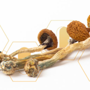 ¿Qué es la Psilocibina?